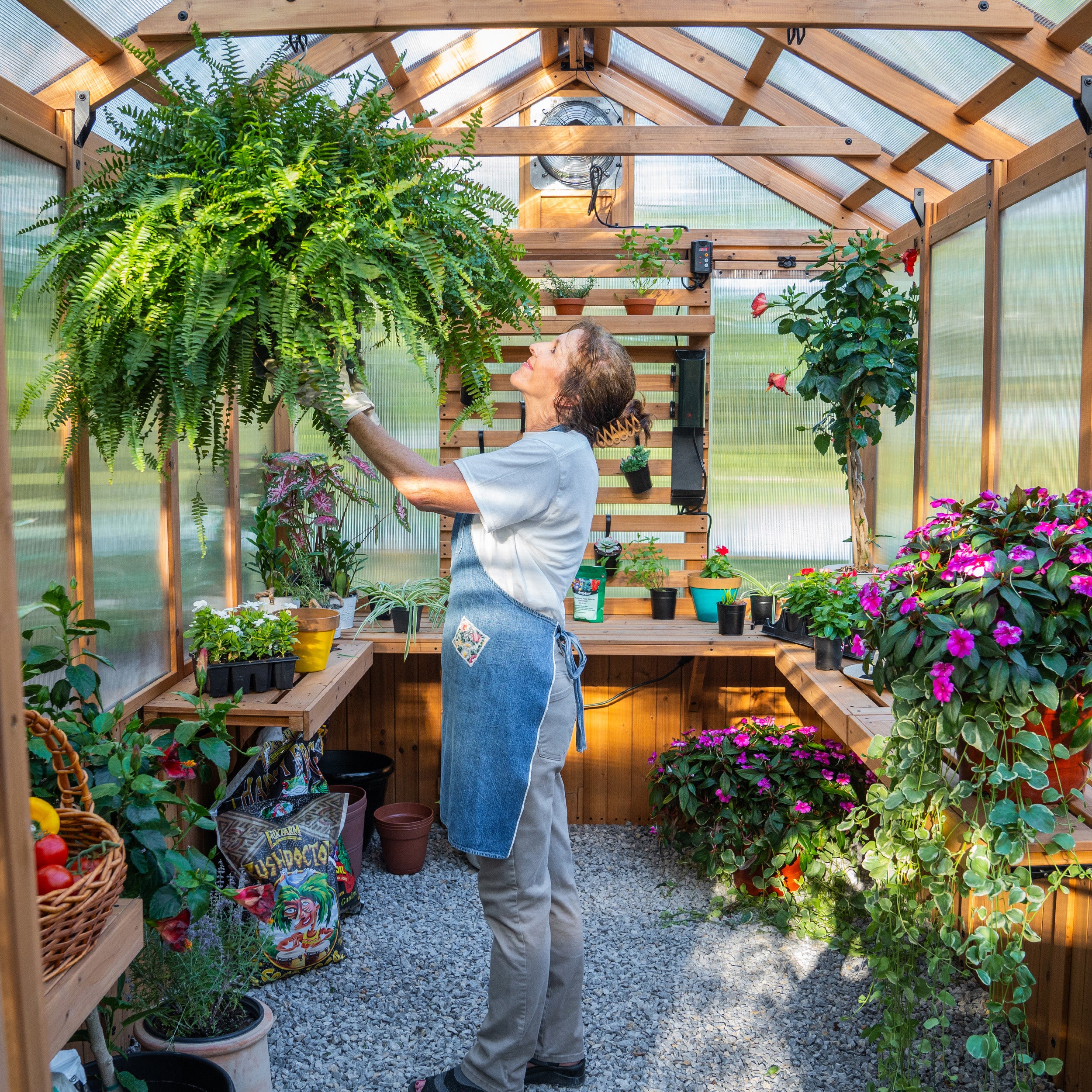 11x7 Bellerose Greenhouse Interior